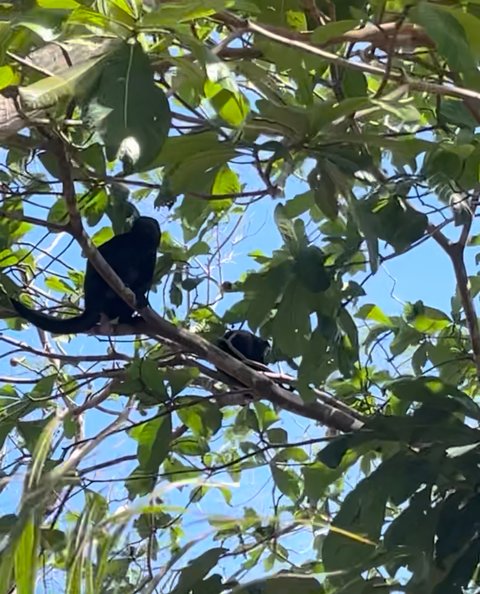 Howler Monkey