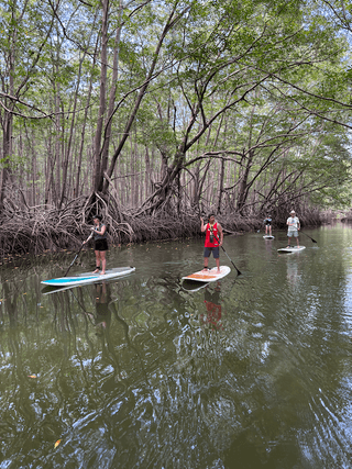 Down the mangroves